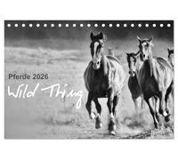 Pferde 2026 Wild Thing (Tischkalender 2026 DIN A5 quer), CALVENDO Monatskalender: Pferde auf der Koppel