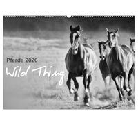 Pferde 2026 Wild Thing (Wandkalender 2026 DIN A2 quer), CALVENDO Monatskalender: Pferde auf der Koppel