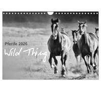 Pferde 2026 Wild Thing (Wandkalender 2026 DIN A4 quer), CALVENDO Monatskalender: Pferde auf der Koppel