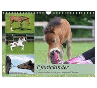 Pferdekinder - Fohlen haben ihren ganz eigenen Charme (Wandkalender 2026 DIN A4 quer), CALVENDO Monatskalender: Fohlen verzaubern jeden der sie sieht - denn jedes hat seinen besonderen Charme.