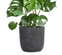 Pflanzwerk® Jardinera Fibra de Vidrio Cup Ø34cm Antracita de Lava *Maceta a Prueba de heladas* *Protección UV* *Calidad Europeo*
