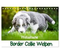 Pfotastische Border Collie Welpen (Tischkalender 2026 DIN A5 quer), CALVENDO Monatskalender: Bezaubernde Border Collie Welpen versüßen jeden Tag!