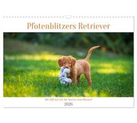 Pfotenblitzers Retriever Mit DIR hol ich die Sterne vom Himmel (Wandkalender 2026 DIN A3 quer), CALVENDO Monatskalender: Sie sind Apportierhunde, aber ... sie für uns die Sterne vom Himmel holen!