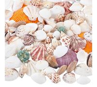 PH PandaHall 250 g (97 piezas) de cuentas de conchas marinas naturales, 31 ~ 68 mm, conchas marinas en espiral con agujero de 1,6 ~ 2 mm para joyas de verano, aretes, pulseras, collares, manualidades