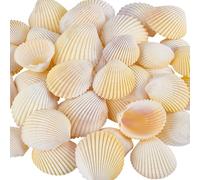 PH PandaHall Conchas de vieiras naturales, gran dije de conchas marinas de playa, sin agujero/vieira sin perforar, concha de mar plana de verano para fiesta temática de playa, joyería y manualidades