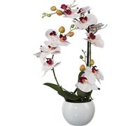 Phalaenopsis altura 420 mm, en vasija de cerámica