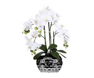 Phalaenopsis en florero ovalado altura 550 mm