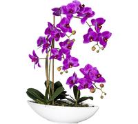 Phalaenopsis en vasija de cerámica