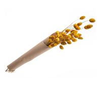 Phalaris - Ramo de flores secas (60-64 cm de largo), color amarillo