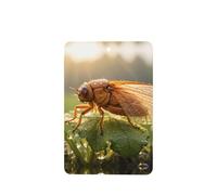 Phayah 4 ambientadores colgantes para coche, diseño de cigarra de rocío, tabletas de aroma de lavanda, fragancia de larga duración, rectangular, tarjeta perfumada