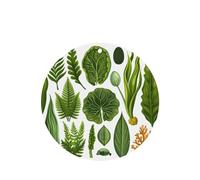 Phayah 4 ambientadores para coche, diseño de algas marinas, coral bajo el mar, aroma a lavanda, forma redonda, para colgar, para tableta, armario, zapatos, clóset