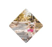 Phayah 4 ambientadores para coche, diseño de perro corriendo hacia ti, pastillas aromáticas de lavanda de larga duración, cuadradas
