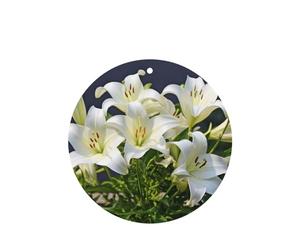 Phayah 6 ambientadores de coche con aroma a lavanda con diseño de lirios blancos, forma redonda, para colgar, para tableta, armario, zapatos, clóset