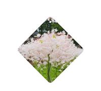 Phayah Ambientador de coche con aroma a lavanda con diseño de flor de dinero blanco, tarjeta cuadrada para colgar, tarjeta perfumada para colgar, 6 piezas para cajones de armario de automóviles