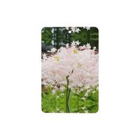 Phayah Ambientador de coche con aroma a lavanda con diseño de flor de dinero blanco, tarjeta rectangular para colgar, tarjeta perfumada para colgar, 6 piezas para cajones de armario de automóviles