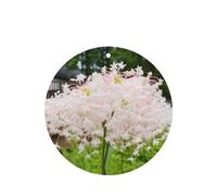 Phayah Ambientador de coche con aroma a lavanda con forma de flor de dinero blanco, tarjeta colgante perfumada, 4 piezas para cajones de armario de automóviles