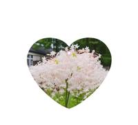 Phayah Ambientador de coche con diseño de flores de dinero blanco, aroma a lavanda, tarjeta con forma de corazón, tarjeta perfumada colgante, 6 piezas para cajones de armario de automóviles