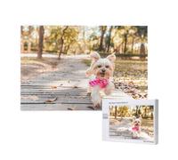 Phayah Rompecabezas de perro corriendo hacia ti para adultos, 1000 piezas, juguetes de desarrollo de inteligencia para niños, 29.5 x 19.7 pulgadas