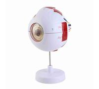 Phefop Modelo de Anatomía Ocular, Material de PVC, Globo Ocular Humano Ampliado 6X para Educación Científica y Exhibición de Oftalmología