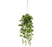 Philodendro colgante en maceta de plástico negro