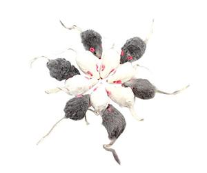 Phyachelo 12 Piezas Falso Juguetes para Mascotas los Ratones de de Pelo del Suenan Ruidosamente Suave Piel de Conejo Real Suena un Juguete de Chirriante