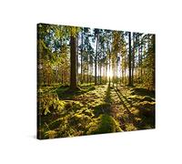 PICANOVA - Amanecer en el Bosque de Pinos 80x60cm - Cuadro sobre Lienzo - Imagen Impresión Montado sobre Marco De Madera - Cuadro Decoración Moderno para Salón o Dormitorio - Colección Bosque