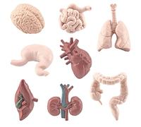 Picysa 8 Uds. Modelos Realistas de órganos Humanos Juguetes Educativos para Niños Aprendiendo Anatomía 3D PVC Conjunto Anatómico Extraíble (Color gráfico)