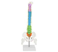Picysa - Modelo de columna vertebral flexible de 45 cm con modelo de columna vertebral de pelvis y fémur. Nuevo esquelético humano anatómico flexible de tamaño natural