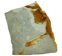 Piedra fósil, fósil de pez falso, espécimen de pez de aleta de lobo de roca real, paleontología, ciencias biológicas, educación, decoración del hogar (soporte no incluido)