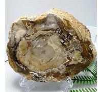 Piedras naturales y minerales árbol fósil de piedra de madera de cristal para posavasos reiki árbol de madera de cristal fósil copa de madagascar cojín-60-80g_