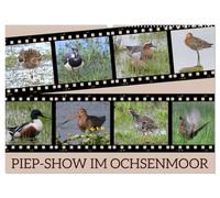 PIEP-SHOW im Ochsenmoor (Wandkalender 2026 DIN A2 quer), CALVENDO Monatskalender: Das Fotografieren von Vögeln im Ochsenmoor kann sehr lohnend sein, ... Geduld und das richtige Equipment mitbringst.