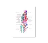Pies impresión conjunto esqueleto acuarela arte lienzo cartel pintura pie huesos anatomía medicina pared clínica médico Oficina Decoración(Picture 1,A4 21x30cm no frame)
