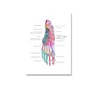 Pies impresión conjunto esqueleto acuarela arte lienzo cartel pintura pie huesos anatomía medicina pared clínica médico Oficina Decoración(Picture 4,30x40cm no frame)