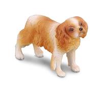 Pies rasy Spaniel Cavalier King Charles