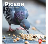 Pigeon 2026 Calendar: Urban life and surprising grace in overlooked flocks