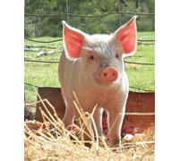 Piglet Power: A Cute Notebook for Animal Lovers: Because piglets are friends, not food.