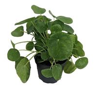 Pilea Peperomioides Natural Planta China del Dinero para una Decoración Interior Única y Especial