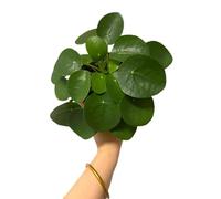 Pilea Peperomioides una Planta Natural que Purifica y Decora tu Hogar