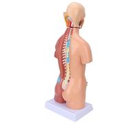 Pilipane Modelo de torso humano Modelo de anatomía del cuerpo educativo removible para la enseñanza del hospital escolar 17.7in