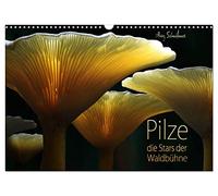 Pilze - die Stars der Waldbühne (Wandkalender 2026 DIN A3 quer), CALVENDO Monatskalender: Waldpilze - nicht der Wert sondern die Form und Farbe steht hier im Fokus