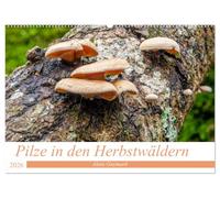 Pilze in den Herbstwäldern (Wandkalender 2026 DIN A2 quer), CALVENDO Monatskalender: Ein Überblick über die Pilze, die unsere Wälder füllen