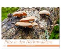 Pilze in den Herbstwäldern (Wandkalender 2026 DIN A3 quer), CALVENDO Monatskalender: Ein Überblick über die Pilze, die unsere Wälder füllen