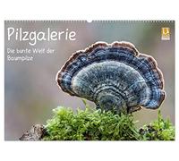 Pilzgalerie - Die bunte Welt der Baumpilze (Wandkalender 2026 DIN A2 quer), CALVENDO Monatskalender: Ein faszinierender Einblick in die bunte Welt der Baumpilze