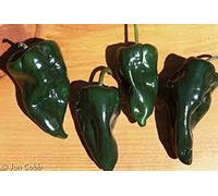 Pimienta, semillas de poblano pimienta, orgánico, no GMO, 25 semillas por paquete, suave ají originarios del Estado de Puebla, México