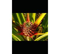 Pineapple Medicine: The Enzyme Fruit That Dissolves Inflammation and Restores Digestion (Alternative Medicine: Holistic Wellness)