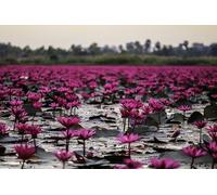 Pink Lotus Ocean - Juego de Rompecabezas de 1000 Piezas: Educativo, con Materiales reciclables e impresión de Alta definición. Rompecabezas para Mayores de 14 años.