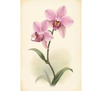 Pink Orchid Vintage Flower Botanical Composition Notebook: Pink Orchid Vintage Flower Botanical Illustration 6" x 9" 120 Pages, College Ruled Lined ... for School, College, Kids, Teens, Adults
