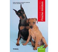 Pinscher miniatura