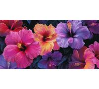 Pintar por Numeros Adultos África Paint by Numbers Adult Mujer Cuadros para Pintar por Numeros 60x120cm Lienzos con 3 Pinceles e Pigmento Acrílico, Decoracion Hogar Pared Habitacion,Regalo, -fu390u