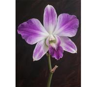 Pintar por Numeros Adultos Orquídea Púrpura, Cuadros para Pintar con Numeros DIY, Kit de Pintura Acrílica Lienzo Hobby Adultos, Cuadros Decoracion Salon Modernos, Artesanía Regalo 40x50cm YT6-141
